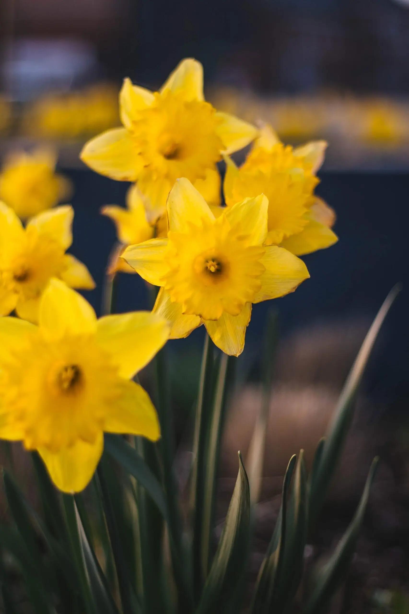 Best cheap daffodil perfume