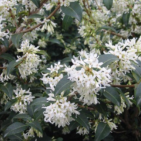 Osmanthus | perfume lounge | flower