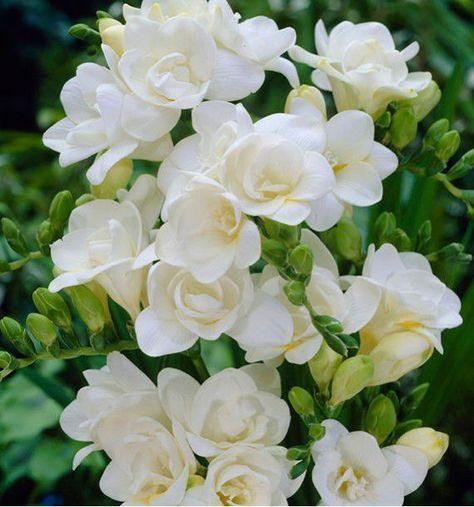 Freesia|perfume lounge