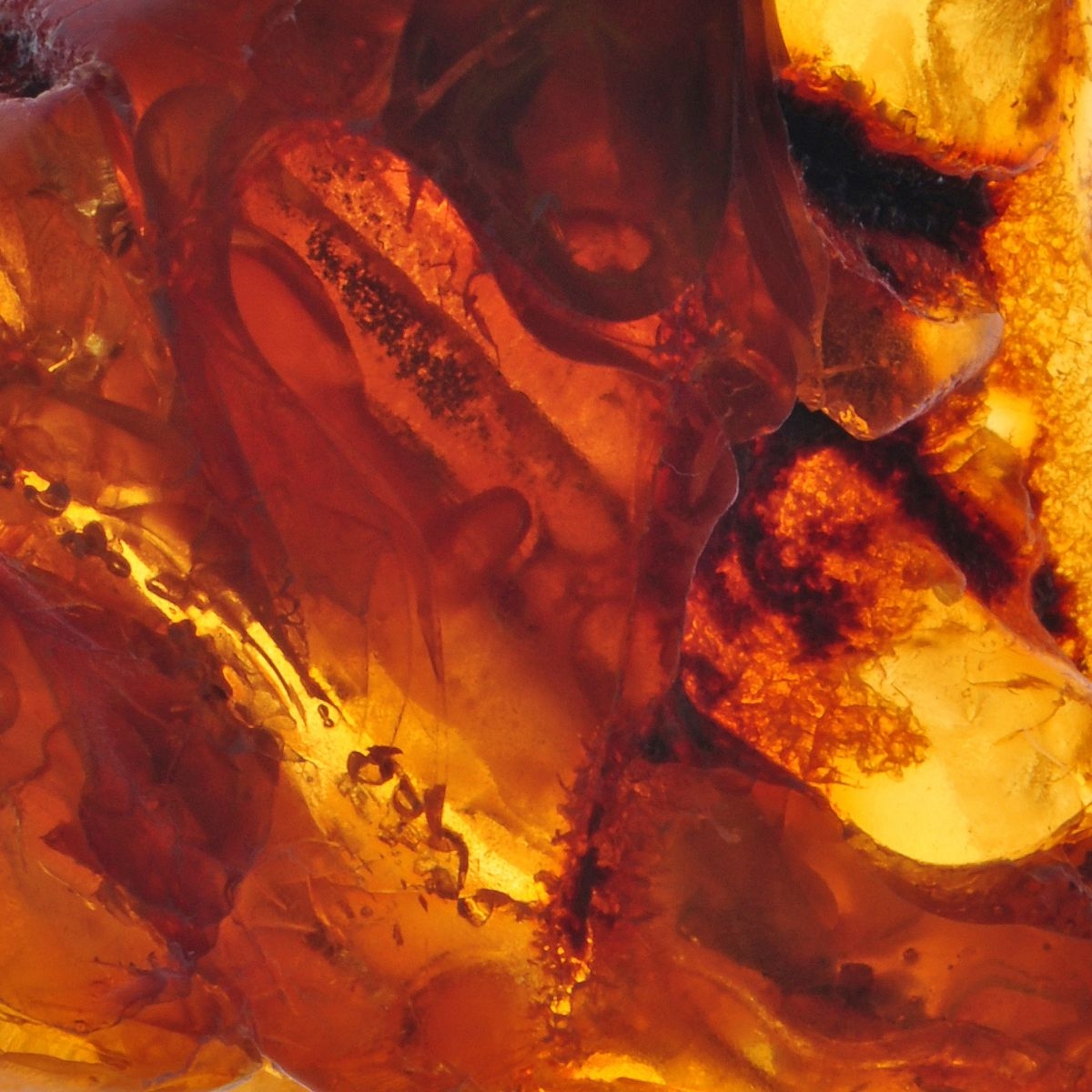 Amber – Perfume Lounge