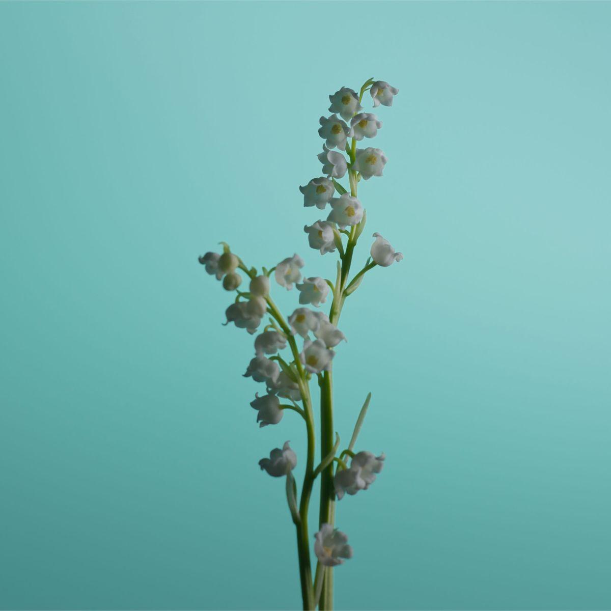 Caron - Muguet du Bonheur Eau de Toilette