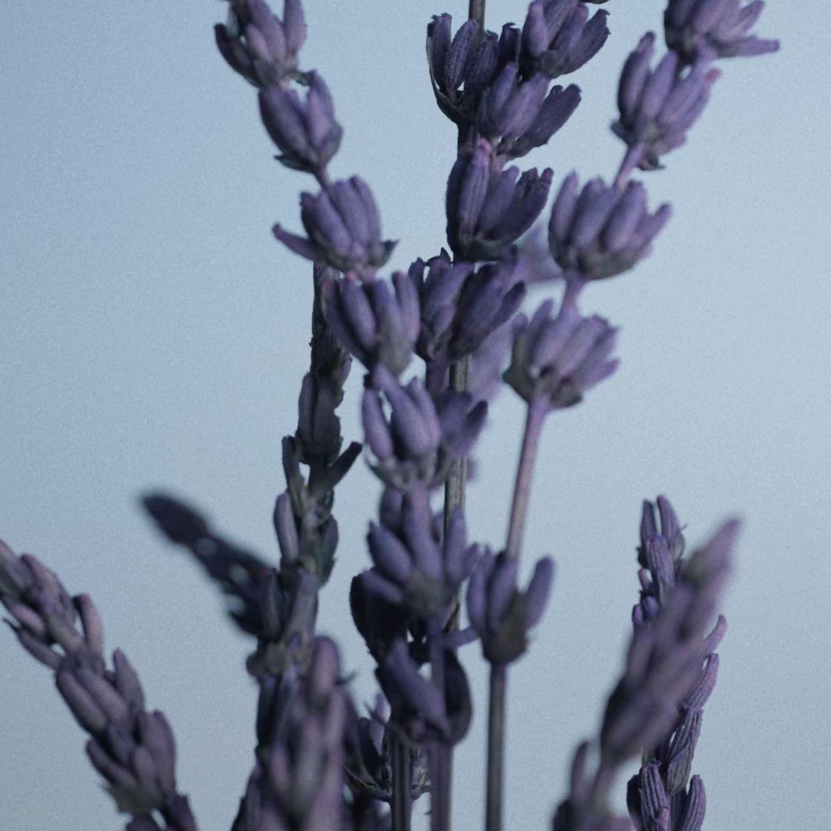 Caron - Pour un Homme de Caron Le Matin