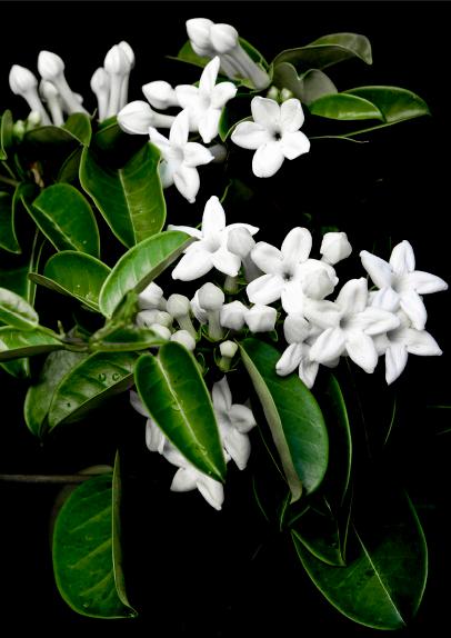 Grandiflora - Madagascan Jasmine