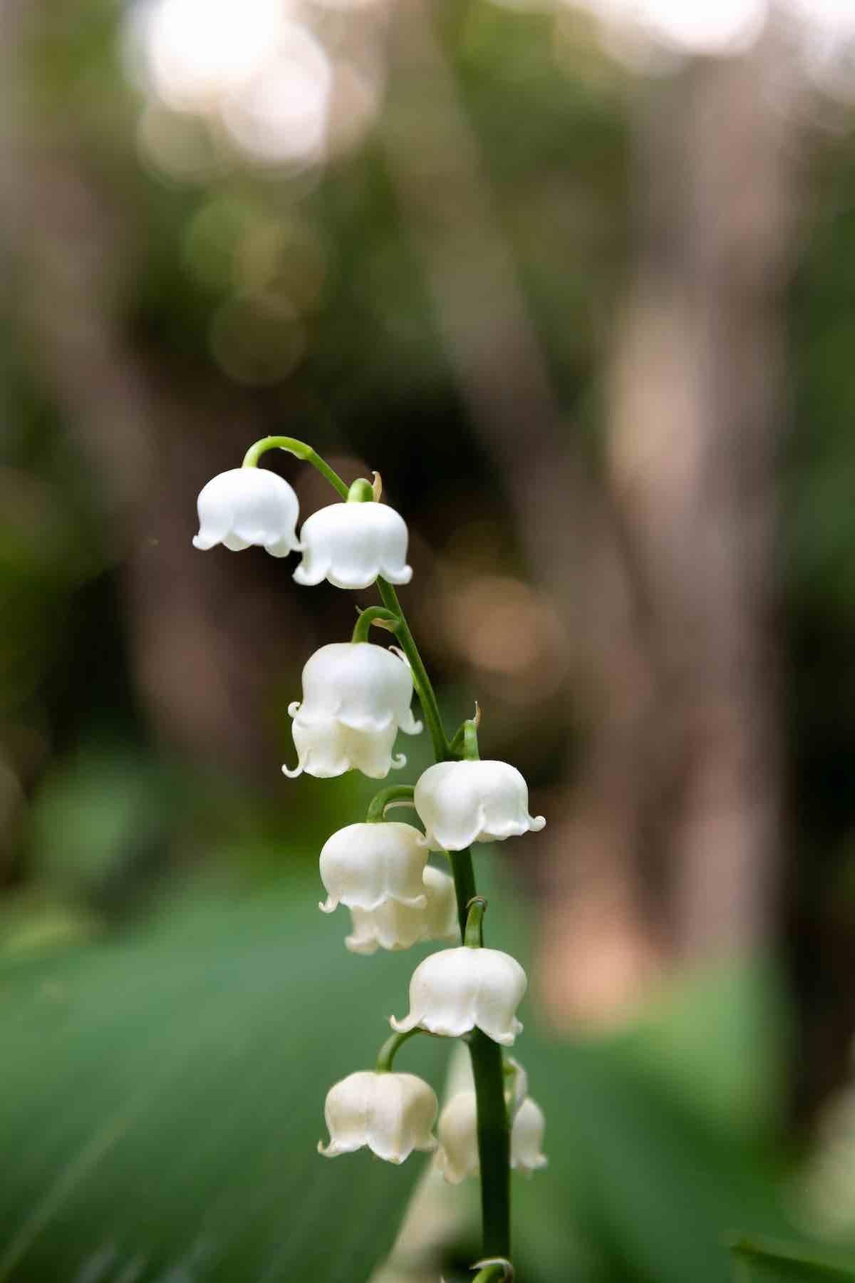 Lelietje-van-dalen - geurnoot fragrance note - lily-of-the-valley