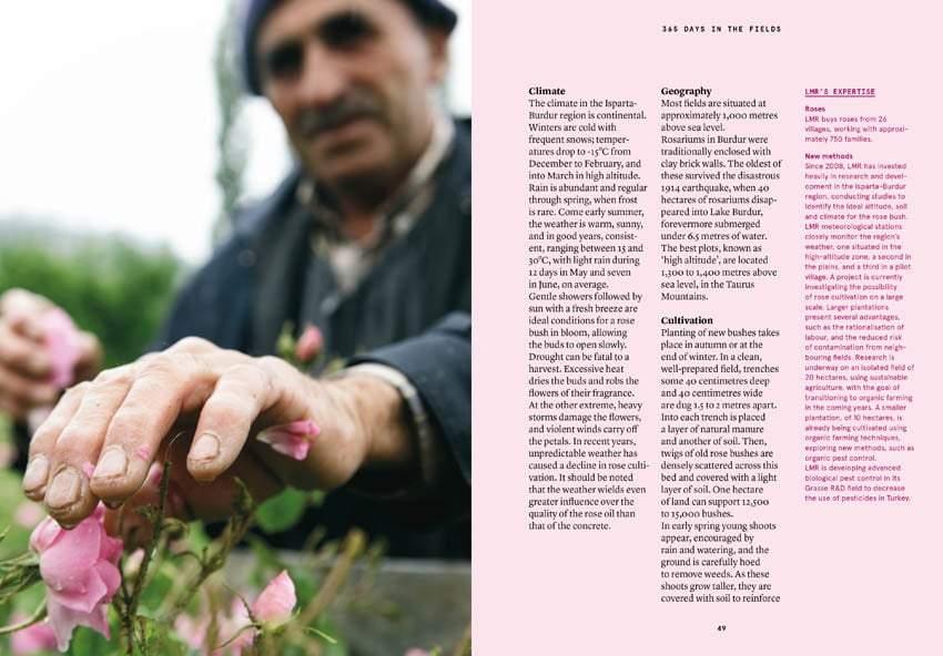 Nez LMR Rose book inside sneak peek