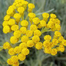 Immortelle|perfumelounge