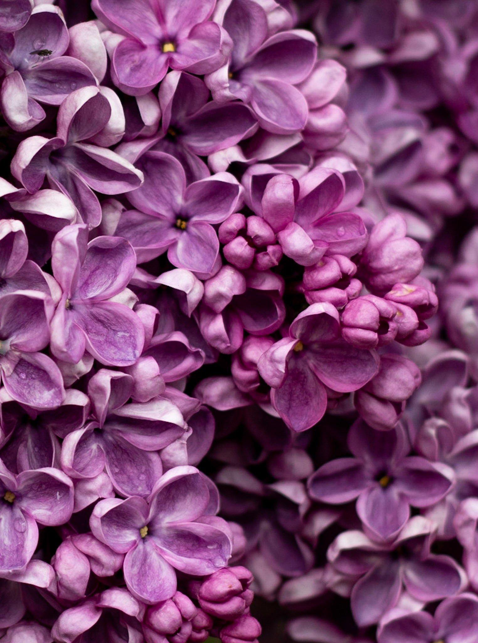 Seringen | Lilac | Perfume Lounge