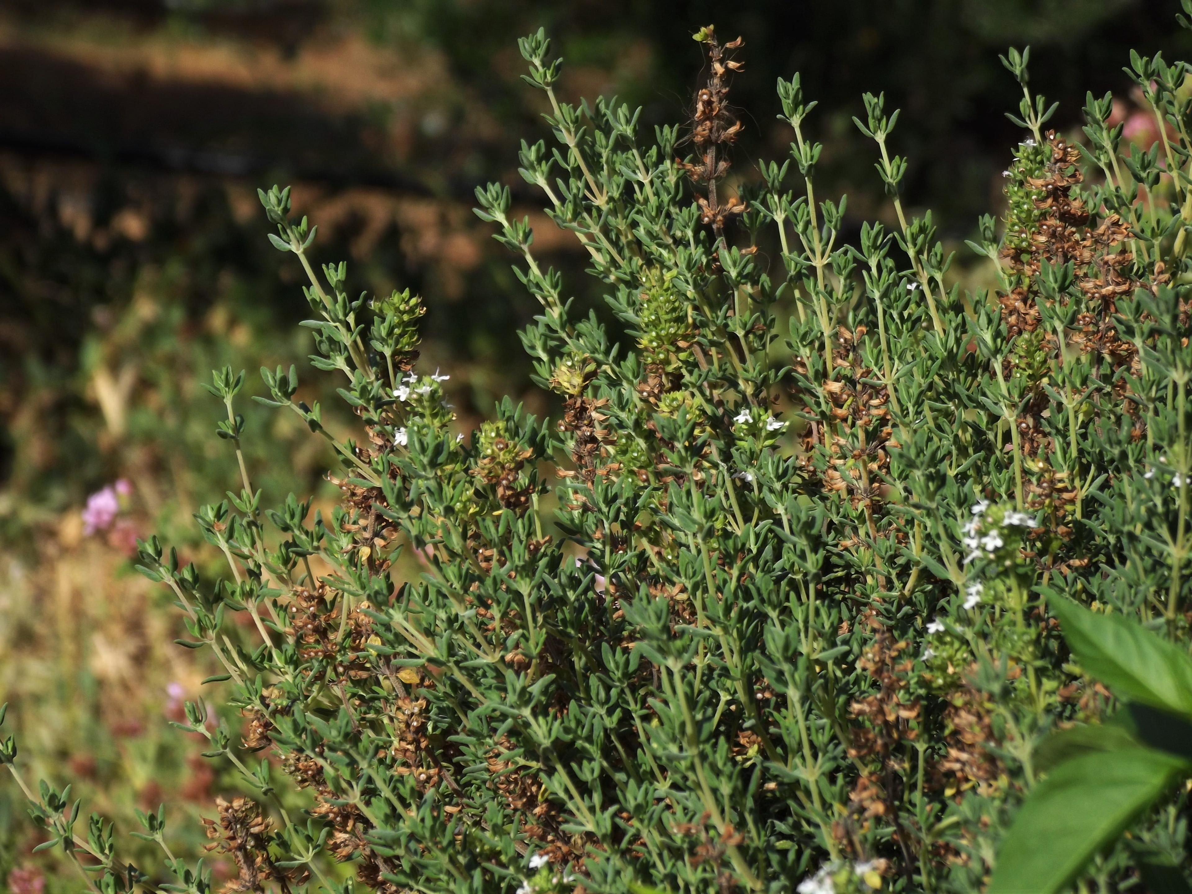 Tijm thyme perfum