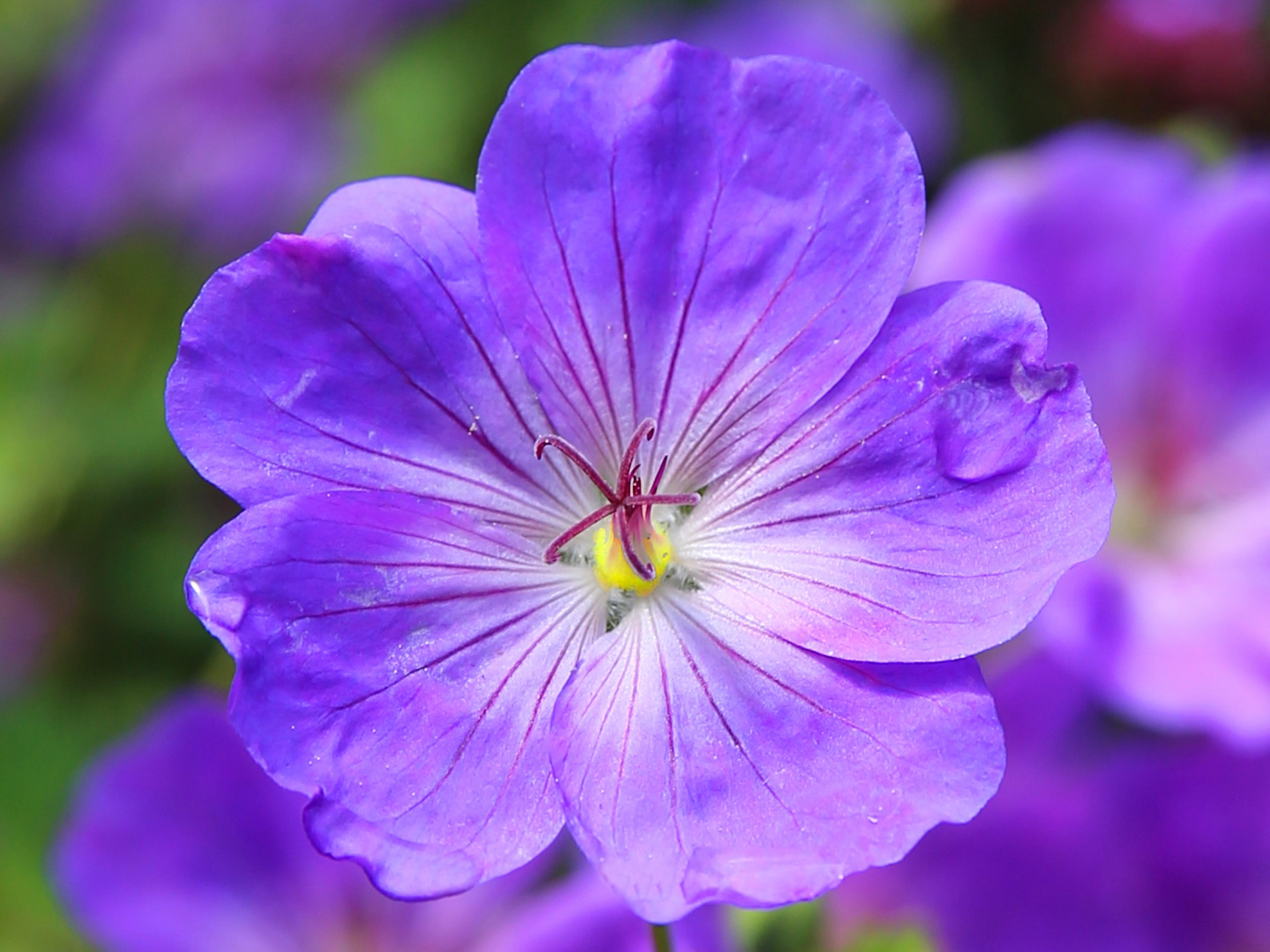 Violet