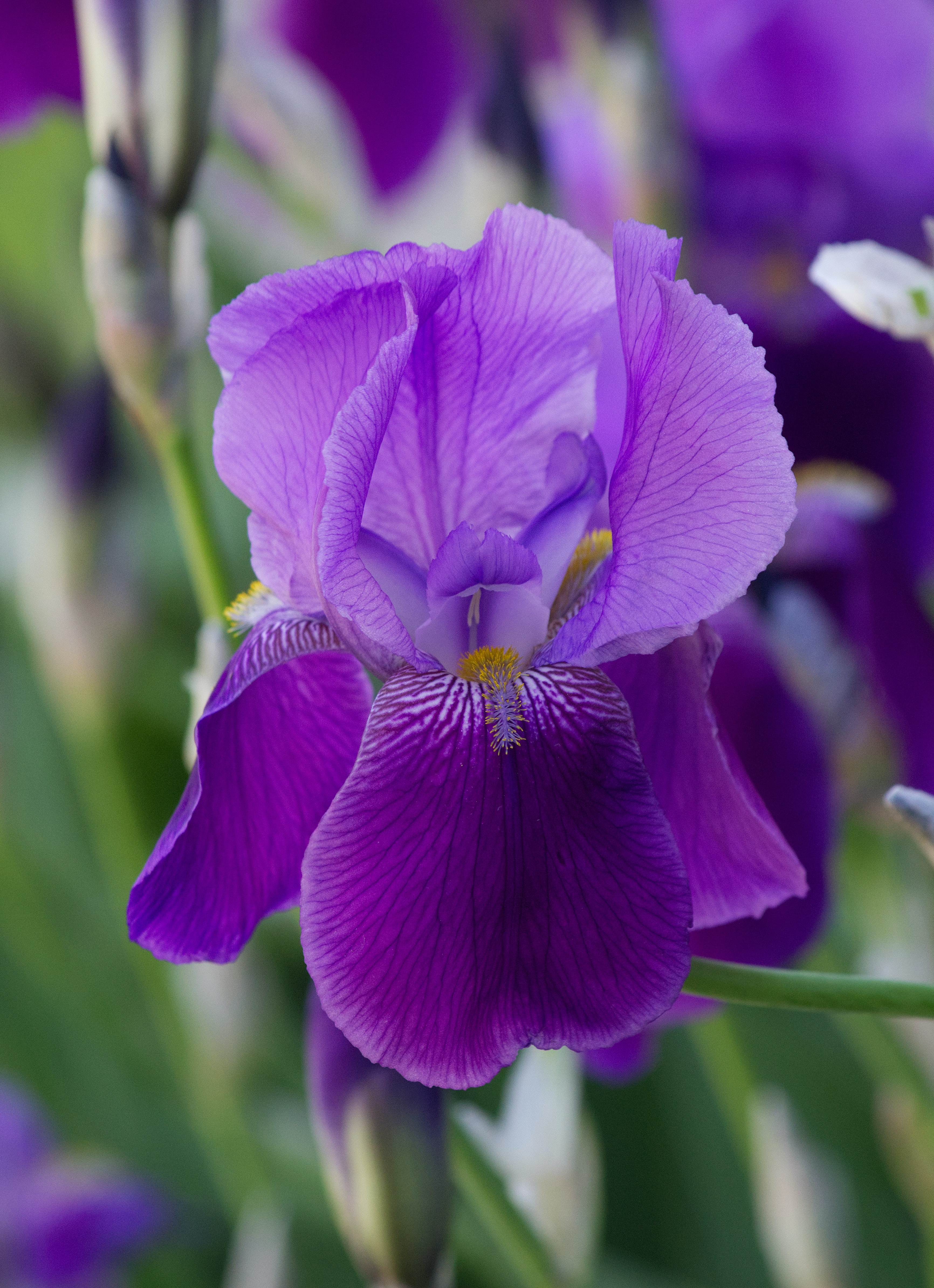 Orris | Iris | Perfume Lounge