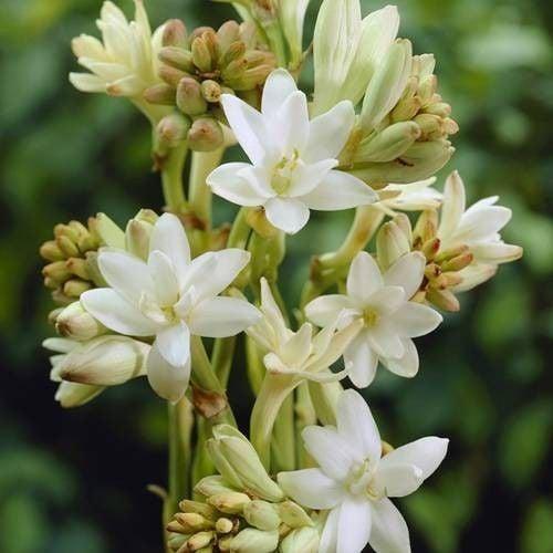 Tuberose